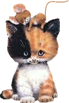 Présence sur le forum Chaton11