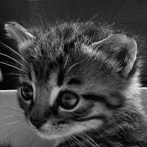 association d'images Chaton10