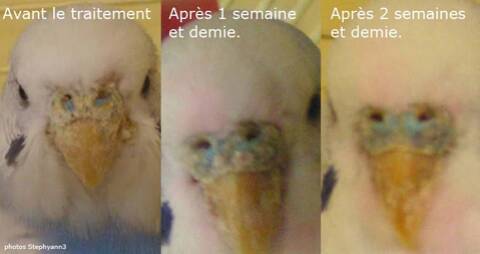 Acariose Gale Du Bec Et Des Pattes Acariose Gale Du Bec Et Des Pattes