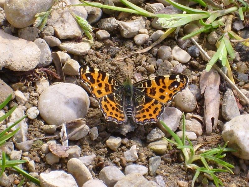 Saison 4 : 16 ème manche . Les insectes au bord de l'eau Papill10