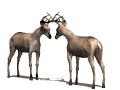 Très beau rack ( cerf mûlet) 00810