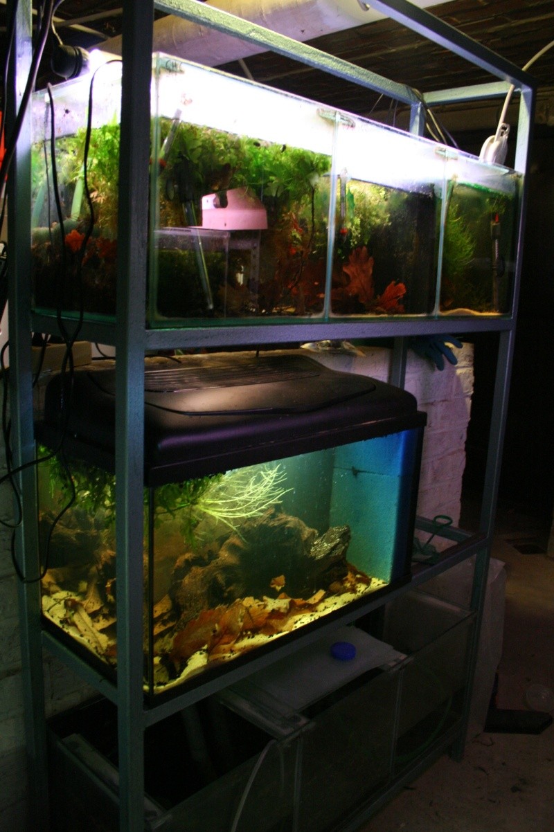 mes aquariums... - Page 6 14113