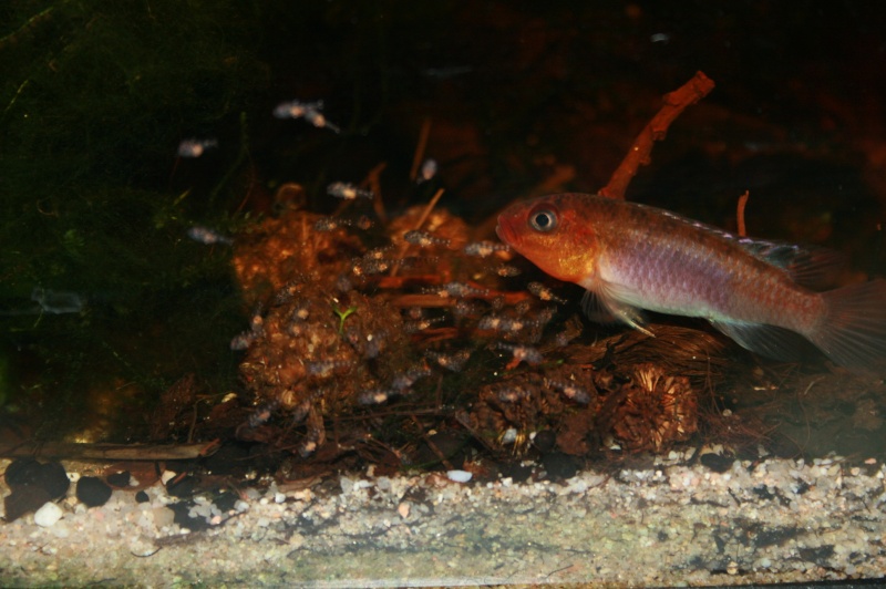 Congochromis sabinae 19210