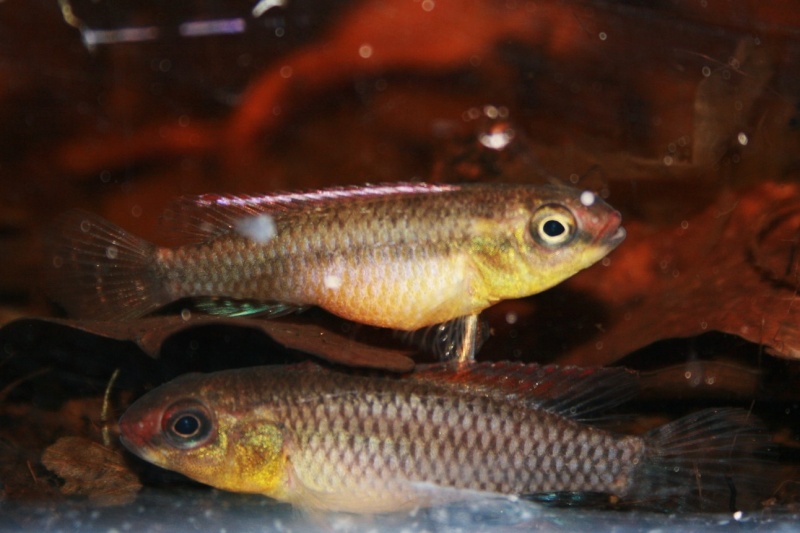Congochromis dimidiatus Img_9315