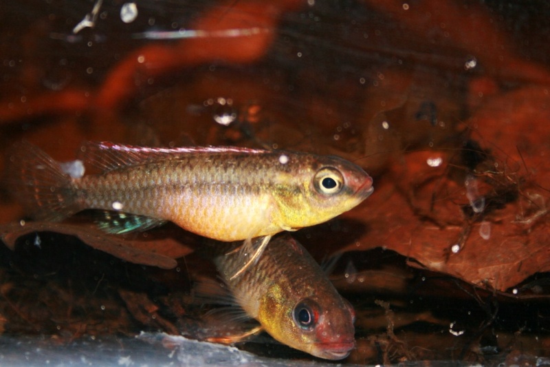Congochromis dimidiatus Img_9316