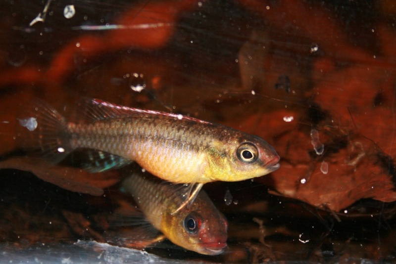 Congochromis dimidiatus Img_9317