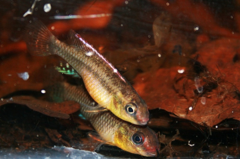 Congochromis dimidiatus Img_9318