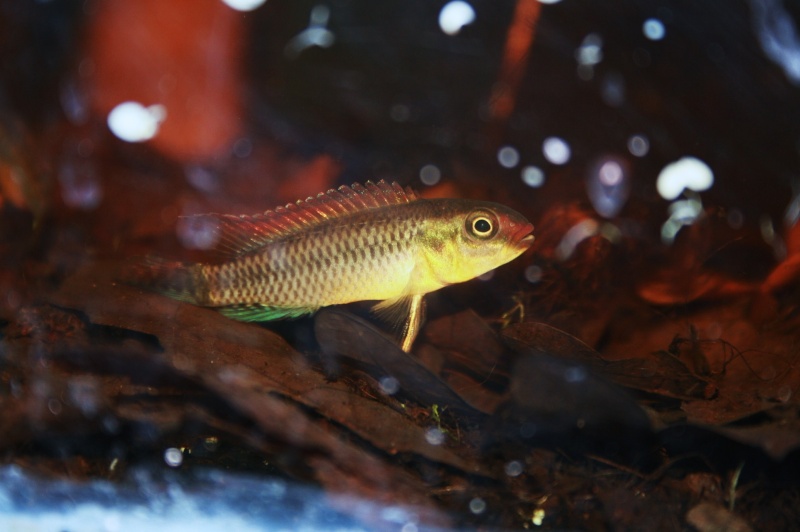 Congochromis dimidiatus Img_9320