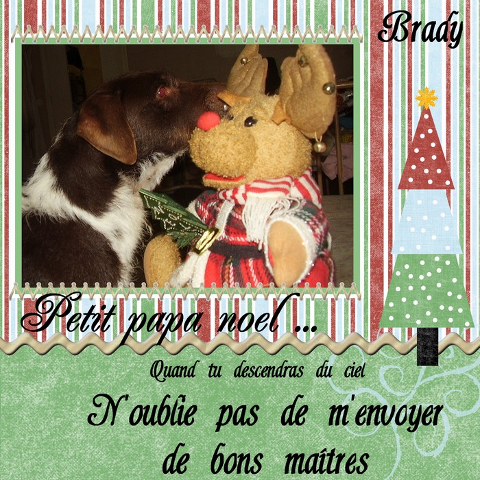 49-  BRADY griffon/khortal 5/6 ans de fourriere 79 Noelbr14