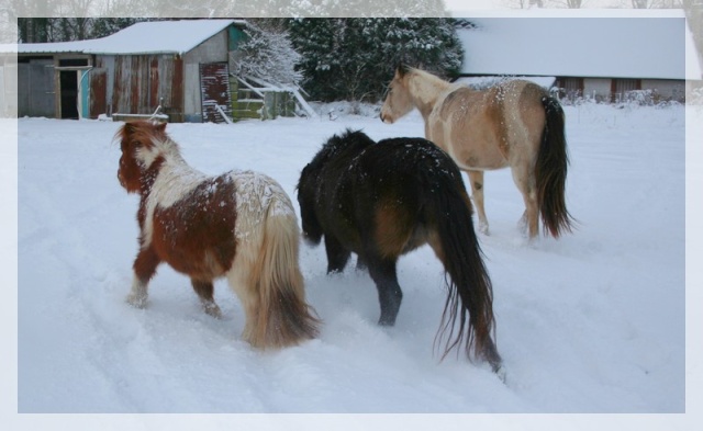 les chevaux dans la neige Dalton11