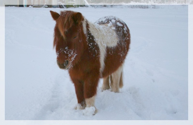 les chevaux dans la neige Kiowa_10