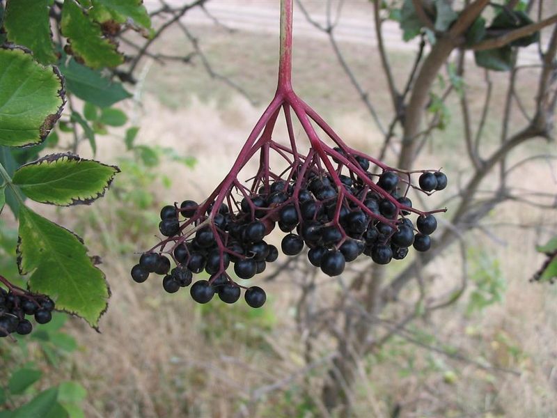 Sureau noir, Sambucus nigra 800px-10