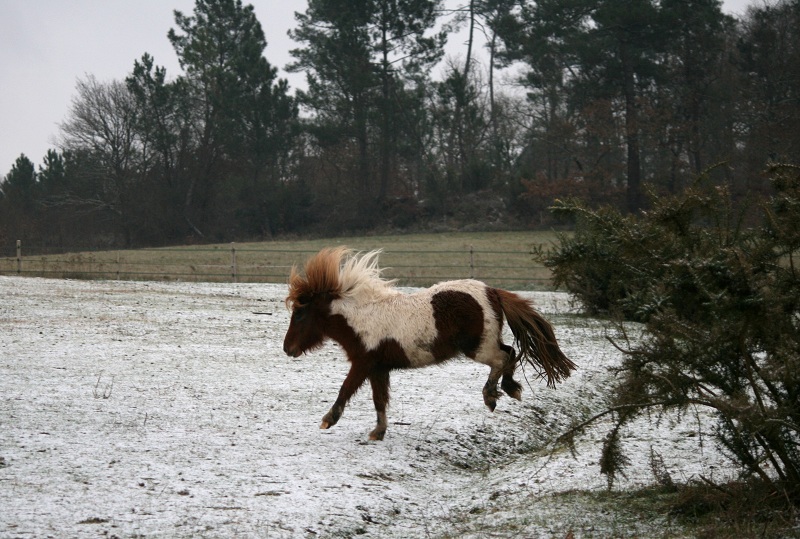 Brume adoptée Amoroso ! - Page 8 Img_0311