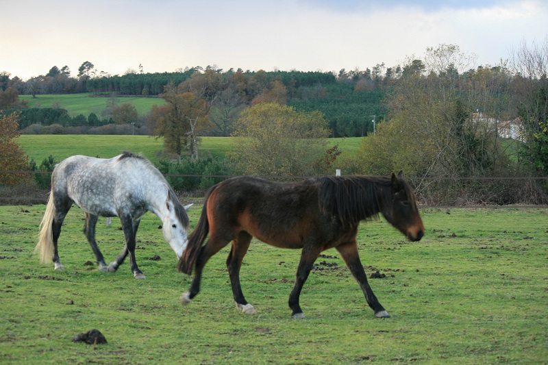 Appy Chance, double poney hongre, Adopté par Ucreine ! - Page 6 Img_9211