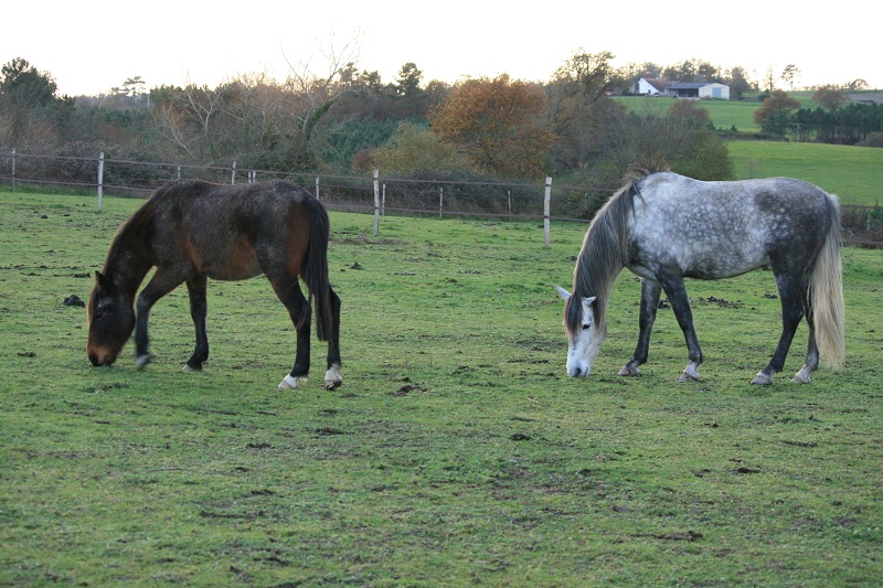 Appy Chance, double poney hongre, Adopté par Ucreine ! - Page 6 Img_9212