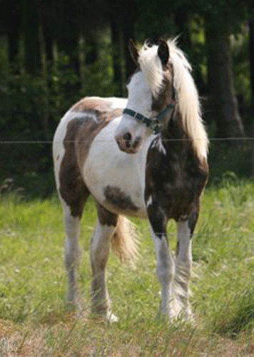 POULAIN et POULICHE PIE SILVER DAPPLE AU DOMAINE DU VALLON Img_2015