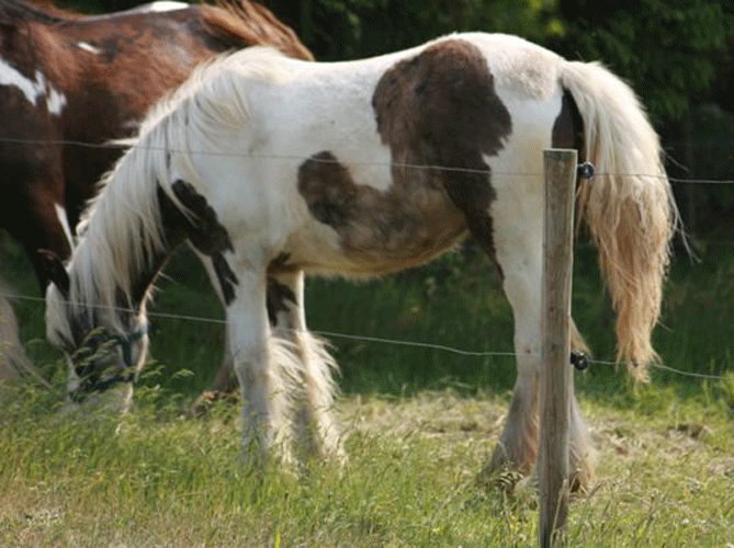 POULAIN et POULICHE PIE SILVER DAPPLE AU DOMAINE DU VALLON Img_2016