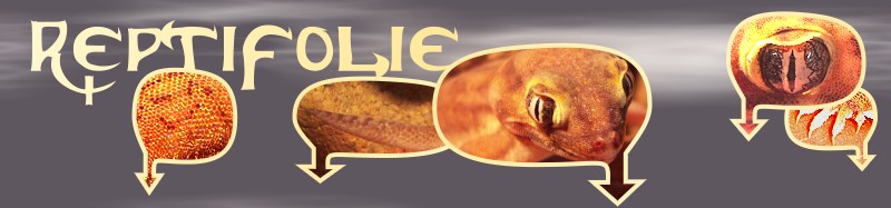 Reptifolie