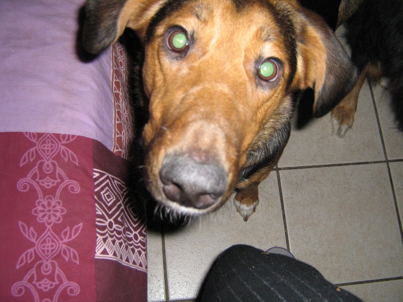 Nawak adorable chienne croisée Bérgère de 2 ans (57) Photo_13