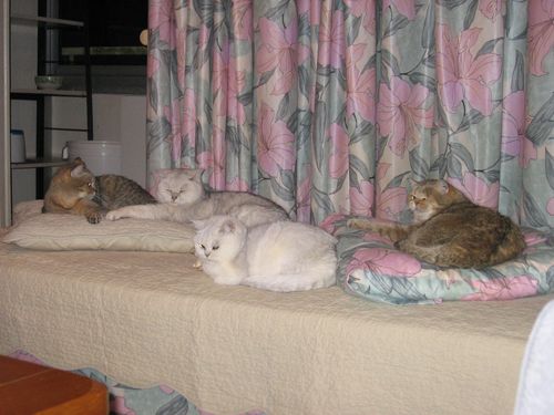 Série "Vos chats , ils dorment où ?" - Page 29 Img_7414