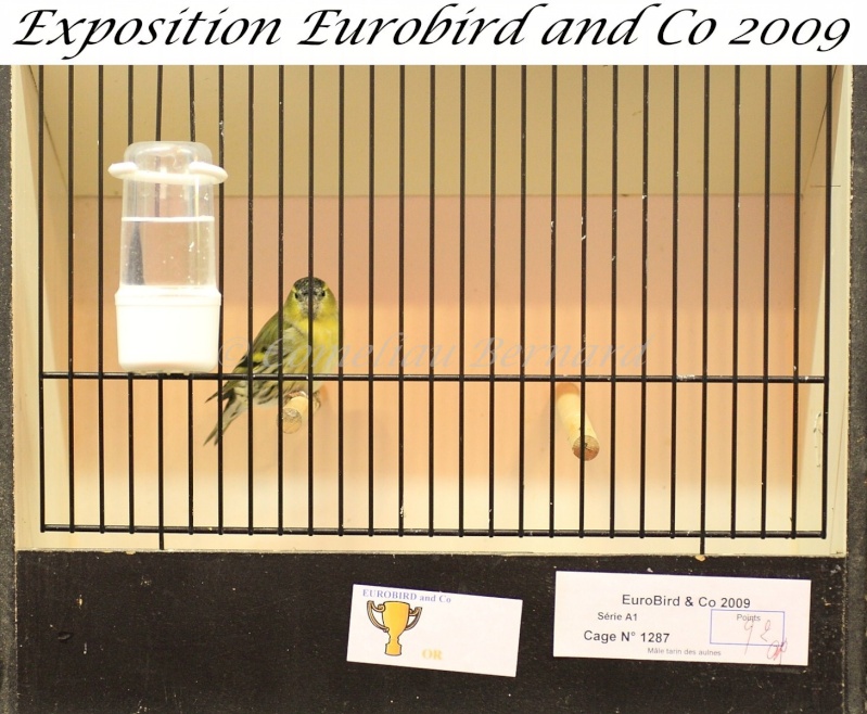 Notre exposition EUROBIRD AND CO du 12 au 13 décembre 2009 - Page 2 Img_6911