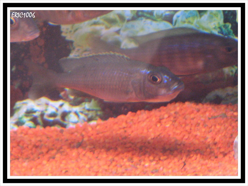 Scianochromis Fryeri (Likoma) Friery11