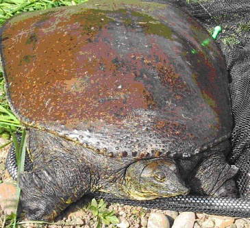 Tortue de 6kg trouvée dans une rivière Tortue11