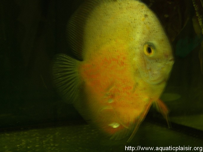 préparation du bac de repro pour mes discus(vidéo/photos) 100_2112