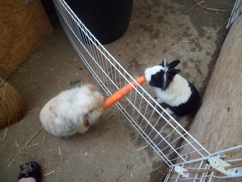 cohabitation de mes 3 lapins. Sam_3711