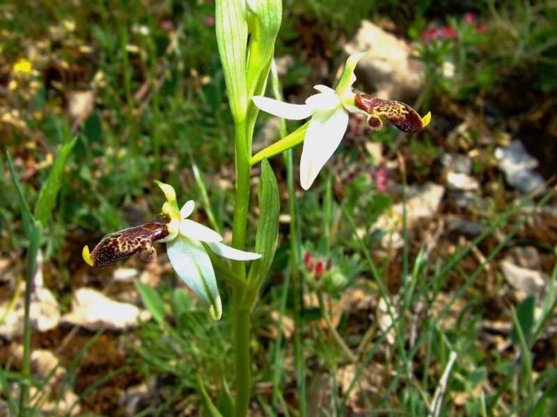 Ophrys philippi Ophrys18