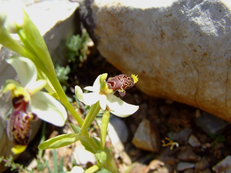 Ophrys philippi Ophrys21