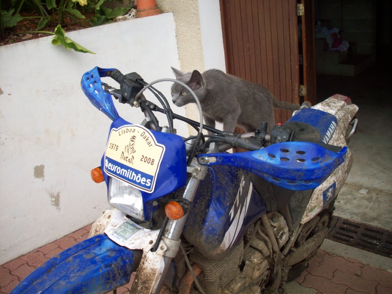 Le concours de Décembre 2009: Votre moto et les animaux. 100_3510