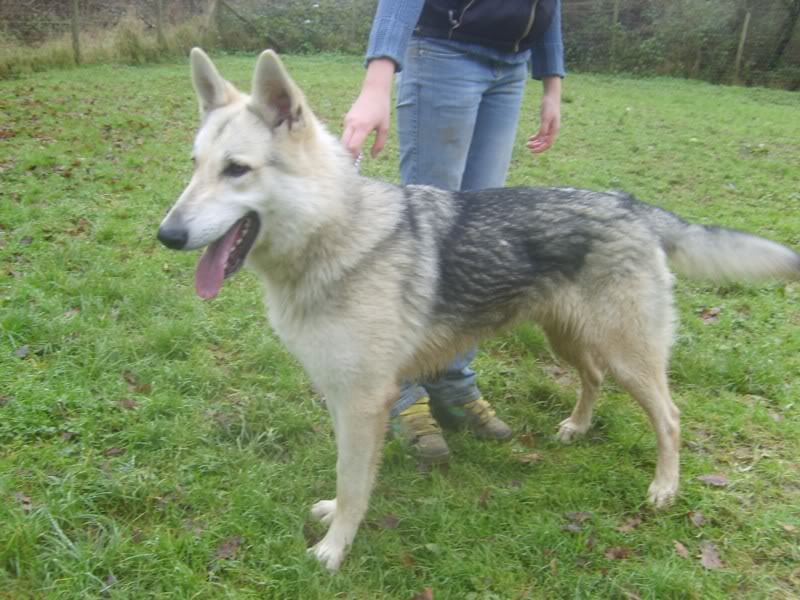 Qui est mieux parmi les Chiens ?(les races où les corniauds) S6006810