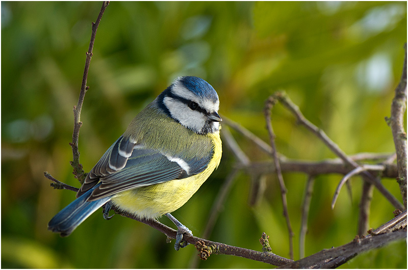 Les oiseaux V (fil ouvert) _k5_5910