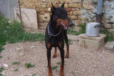 Vénus, mini dobermann Venus10