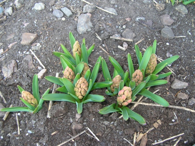 Est-ce une Hyacinth tulipe ? Hyacin10