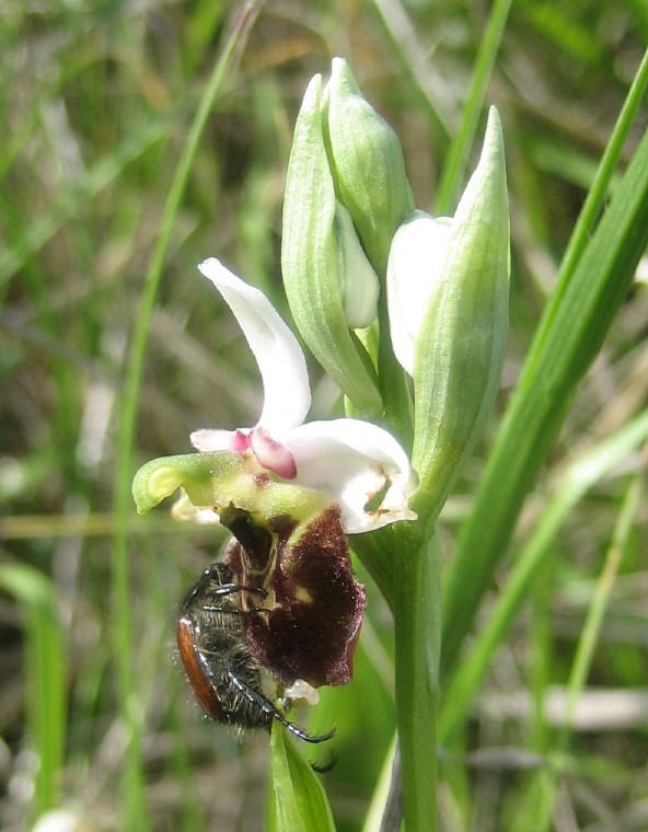 Ophrys fuciflora ( Ophrys frelon  ) Phyllo13