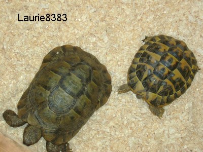 Mes tortues Dsc00510