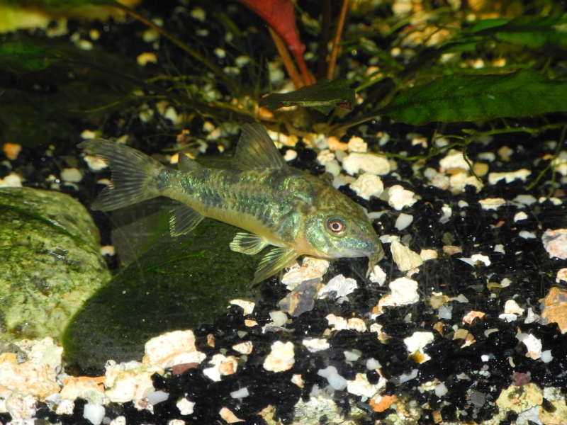 [Vends]3 Corydoras Paléatus[75] Dscn3511