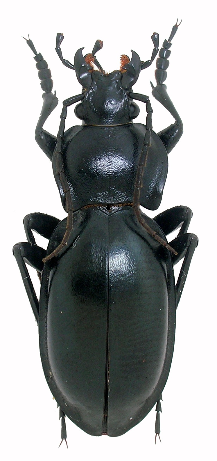 C.(Pachystus) glabratus ssp. extensus Glabra11
