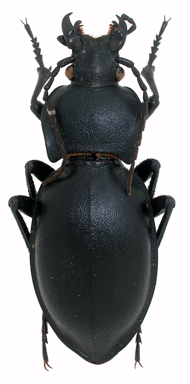 C.(Pachystus ) glabratus ssp. latior Glabra12