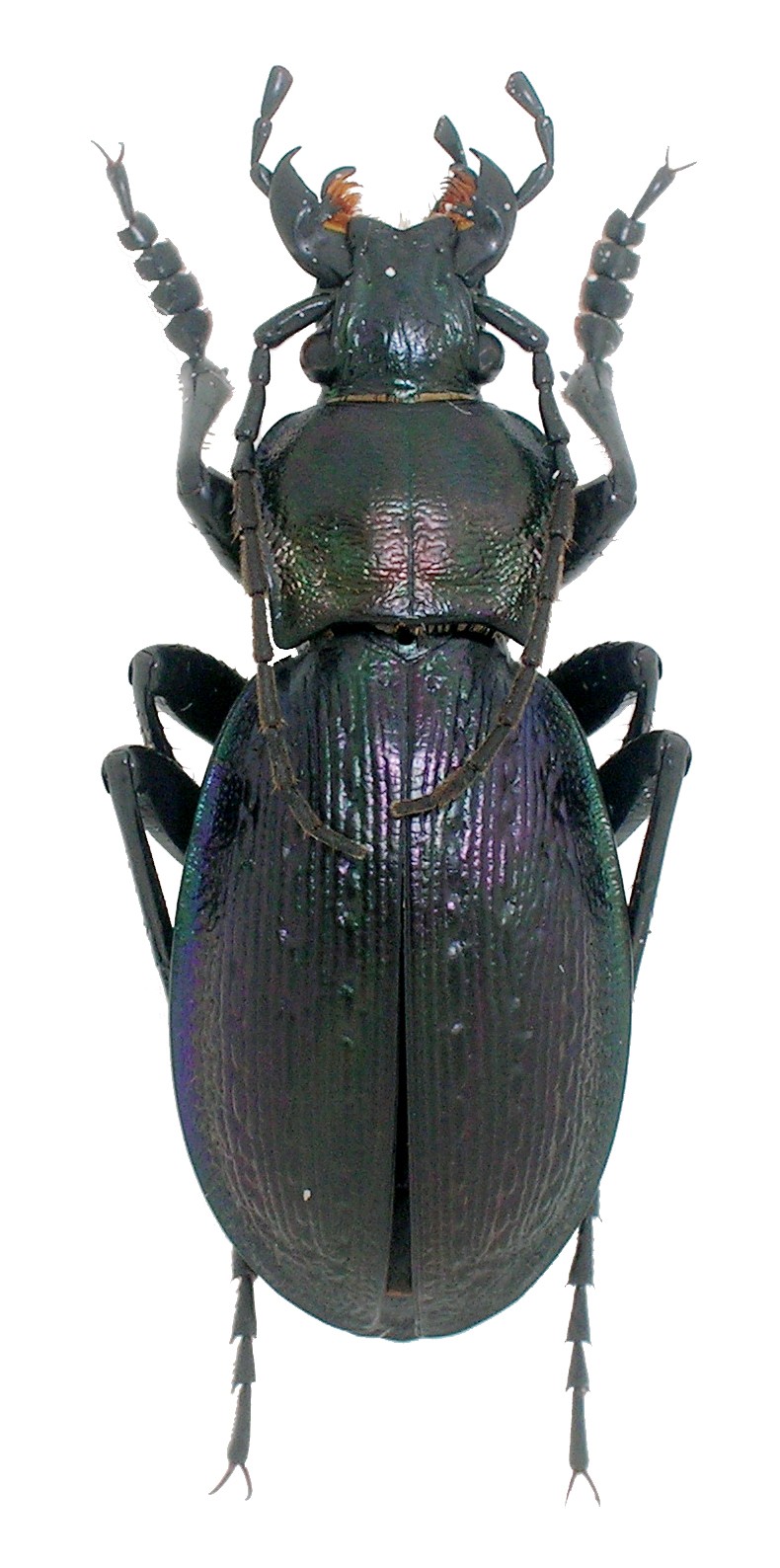C.(Eucarabus) obsoletus ssp. carpathicus ( = euchromus ?? ) Obsole10