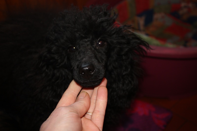 Petit caniche nain noir 8 mois à adopter Elisir11