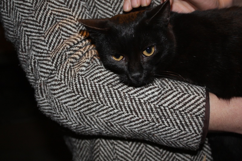 ELFIE petite chatonne noire de 5 mois à adopter - CAEN 14 Img_7011