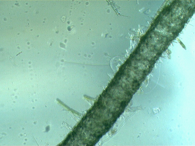 algues , voici les miennes Image110