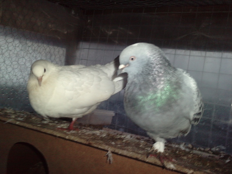 mes pigeons Petm10
