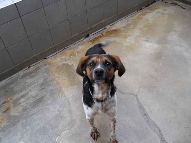 ALTO, croisé beagle/épagneul mâle, 1 an (80) Sdc10099