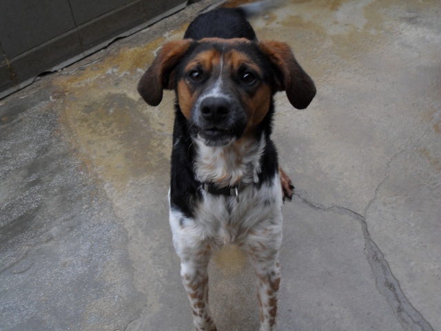 ALTO, croisé beagle/épagneul mâle, 1 an (80) Sdc10100