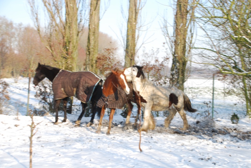 MON QUATTUOR ....sous la neige bien sur... 06710