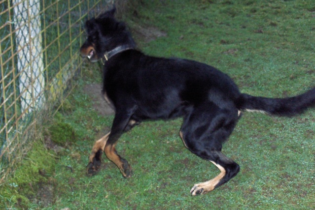 ARES (Beauceron) Ares110